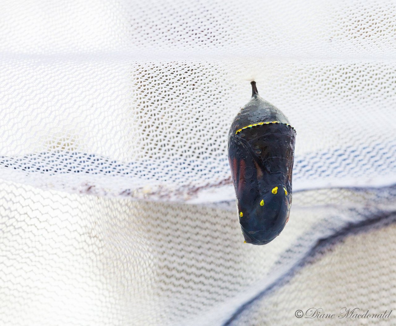 monarch butterfly chrysalis.jpg