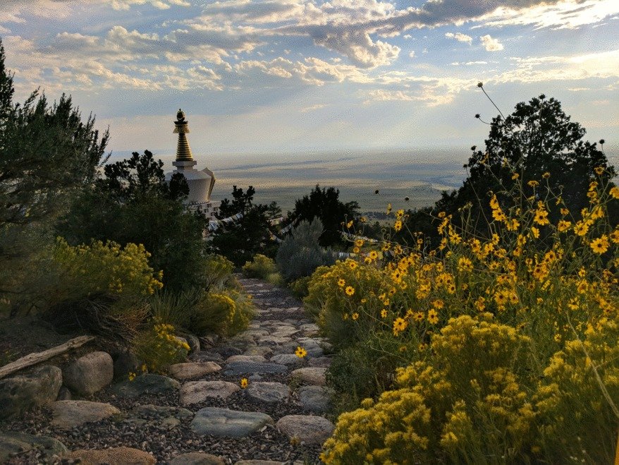 stupa path sunflowers.jpg