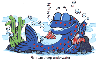 fish-sleep.gif