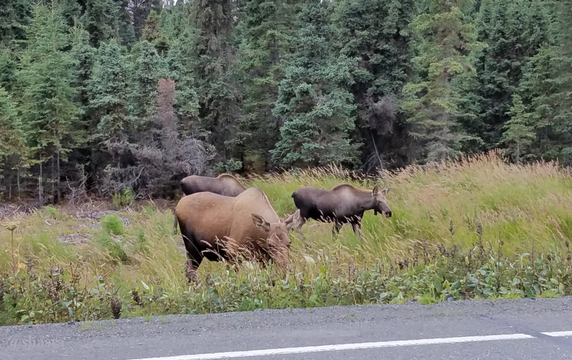 shasta2018jan1st47sept3rd2017moosemonday3io.jpg