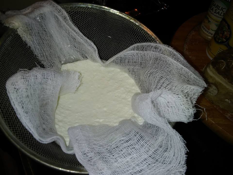 ricotta 6 strain.jpg