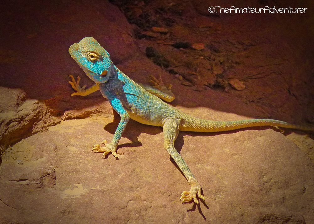 lizard at petra.jpg