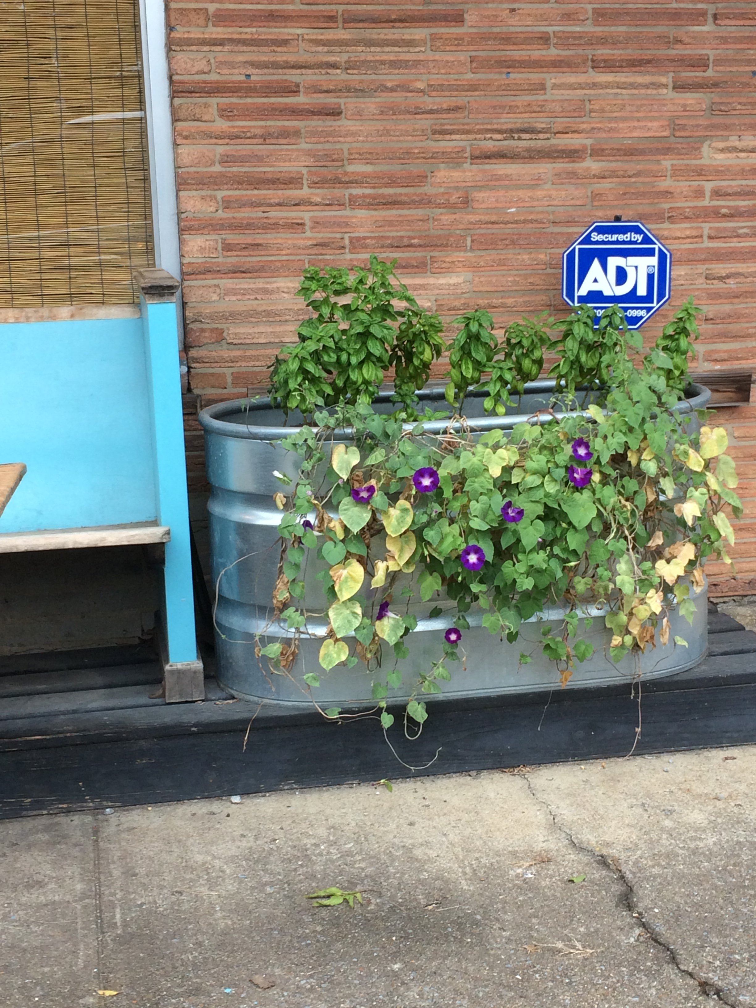 Growing Food Outside Sluggo's North Vegetarian Cafe in Chattanooga, Tennessee!.JPG