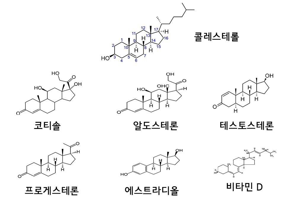 콜레스테롤과 호르몬 비타민.jpg