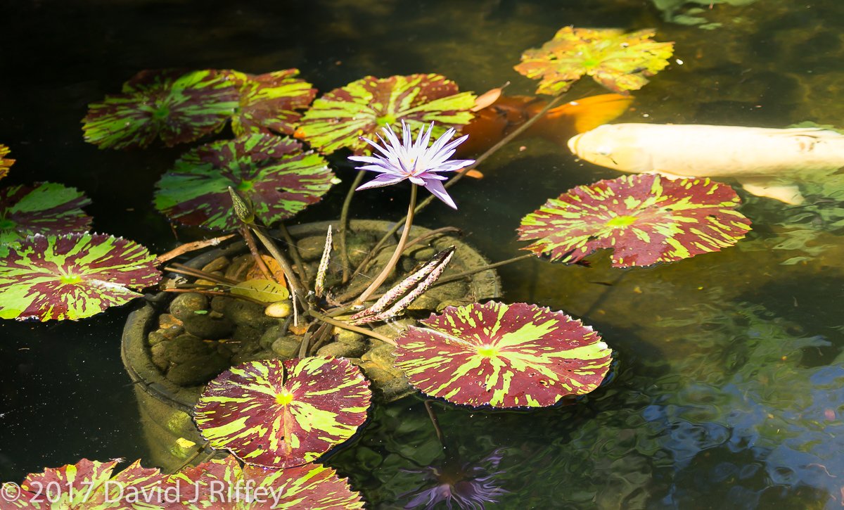 Sunken Gardens-2-2.jpg