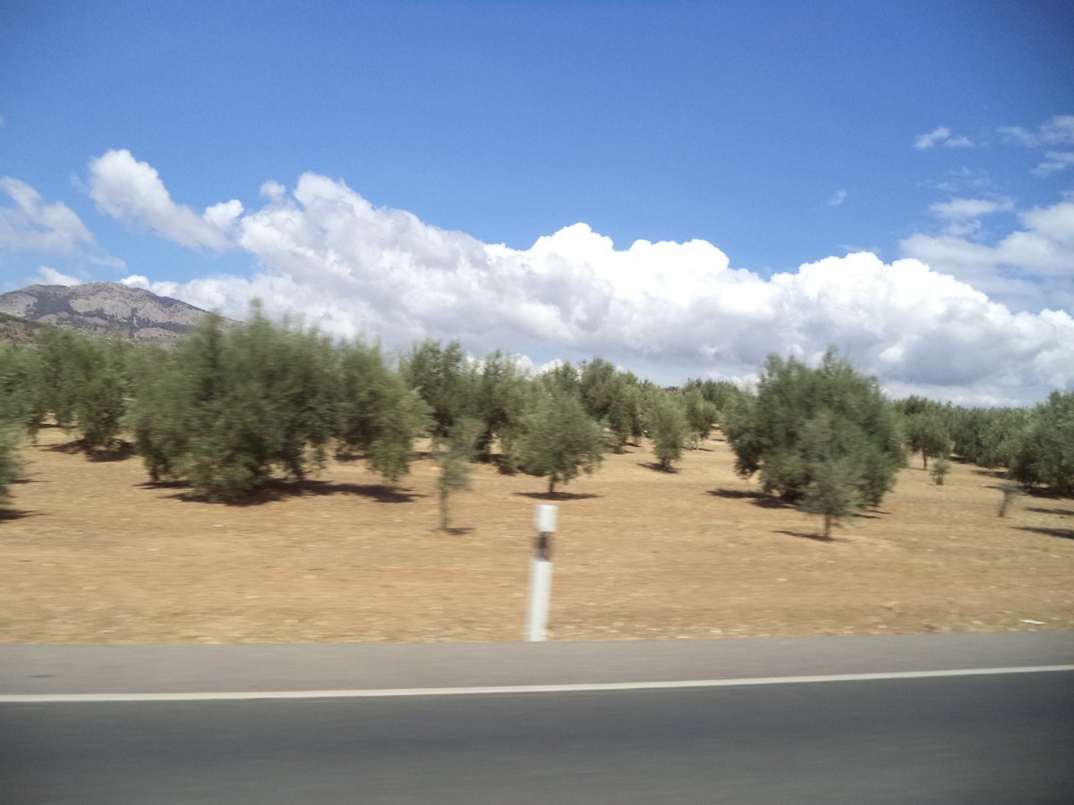 olives on side of road