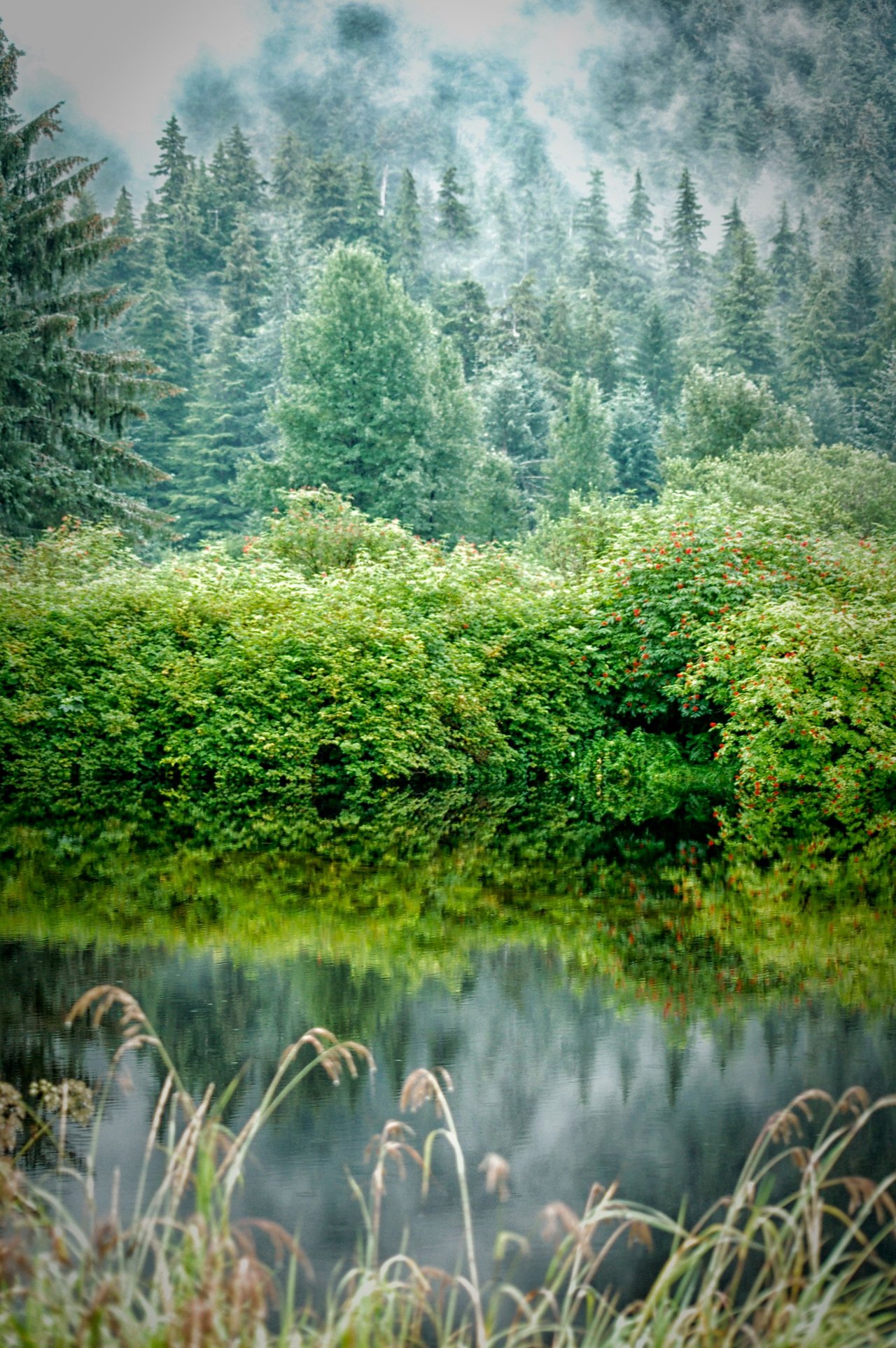 1 Forest Reflections.jpg