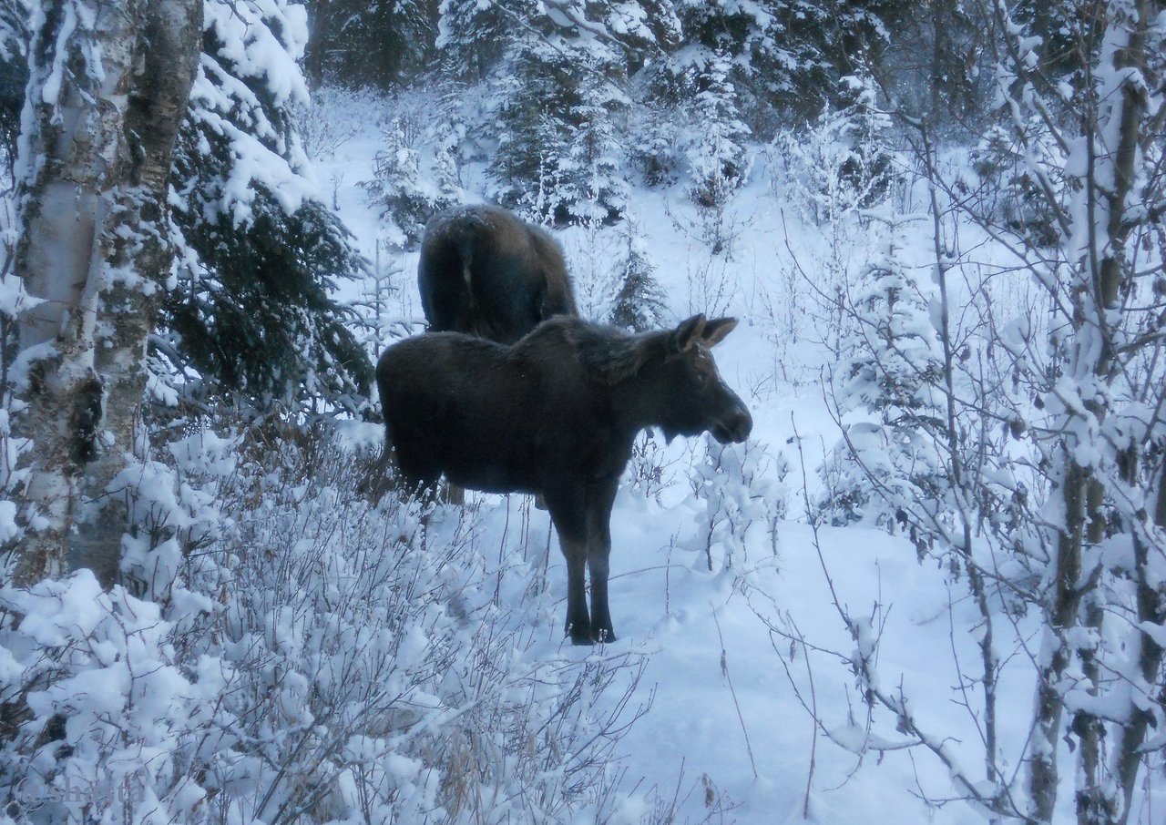 shasta2017dec17th47moosemonday1io.jpg