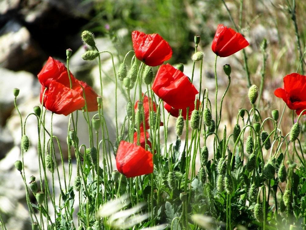 Red flowers poppies.JPG