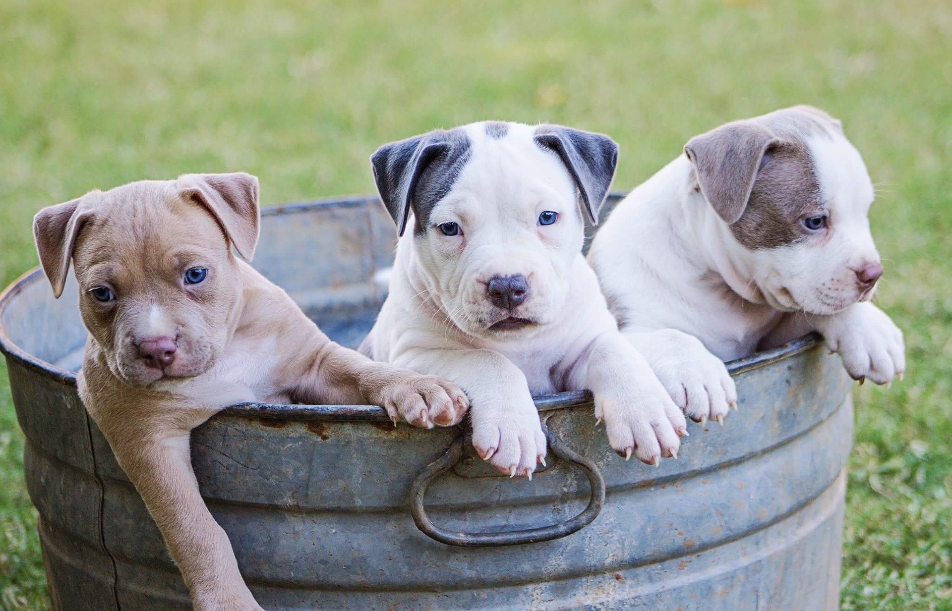 puppiesinbucket.jpg