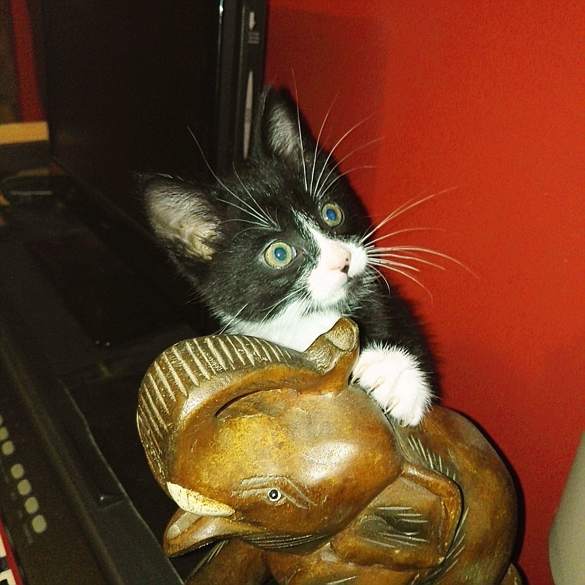 Cats Sleep Anywhere They Actually Do Sleep ANYWHERE Meet our New