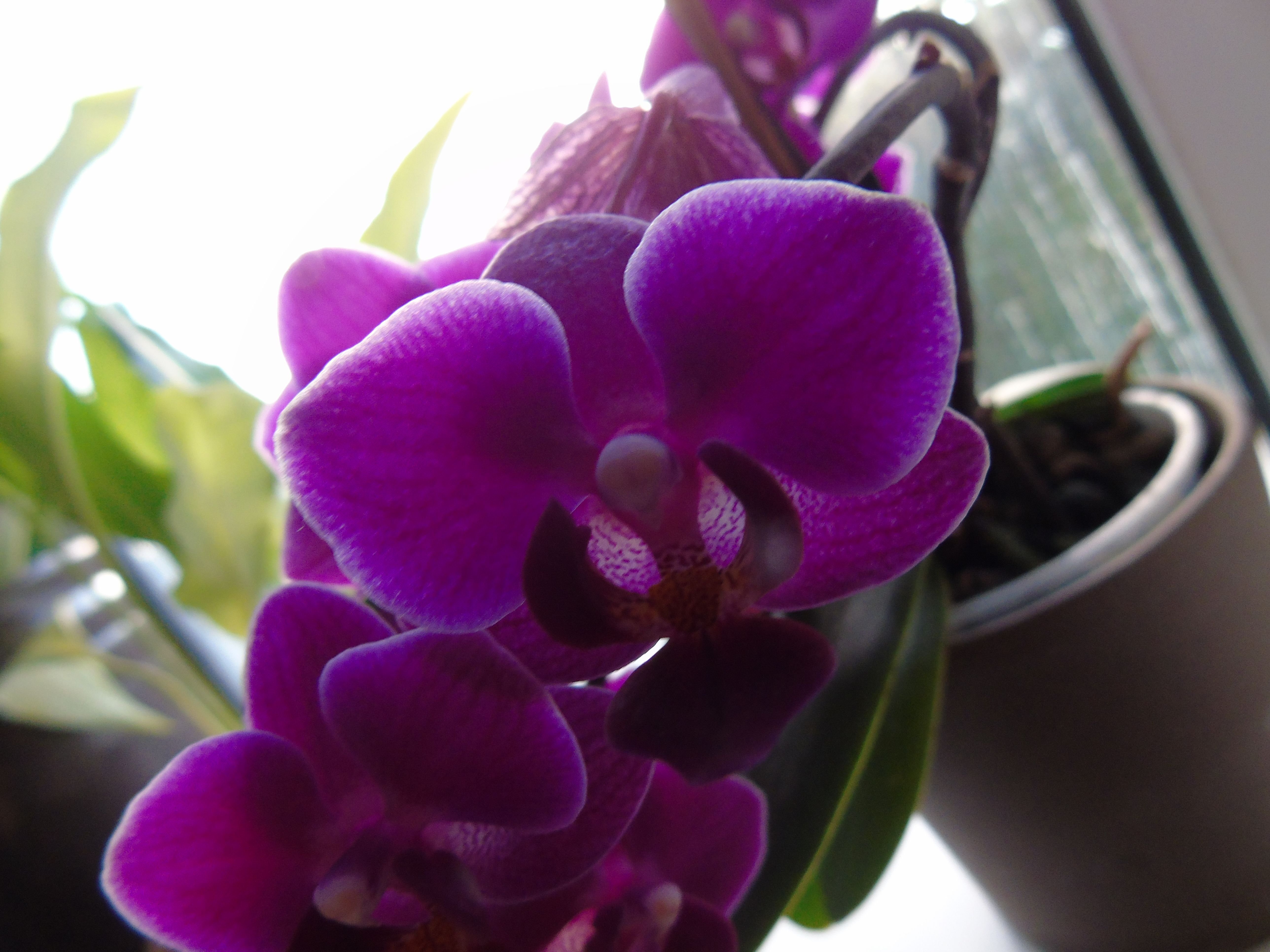 My Orchids in Full Bloom – orchid Photography Stunning pt2 – RetroSheep.com
