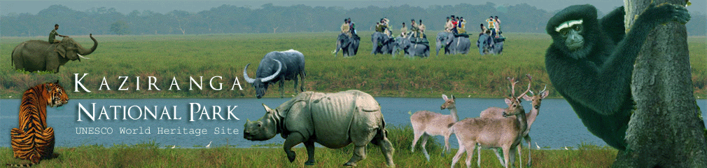 kaziranga-tourism-banner1.gif