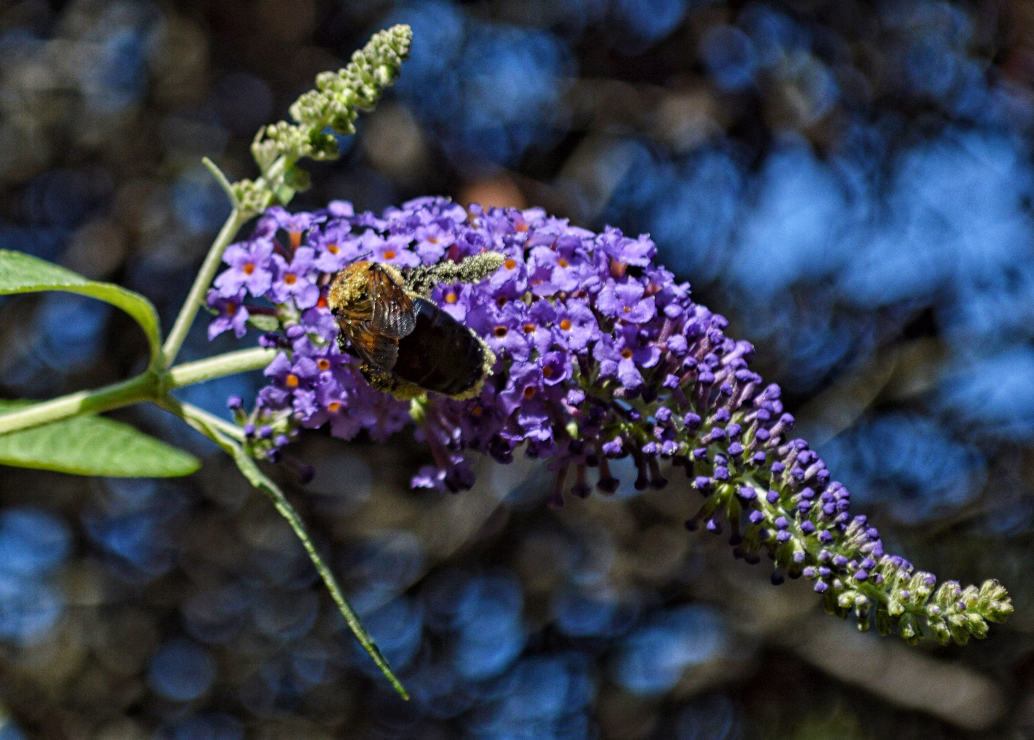 1 Bees Bokeh.jpg