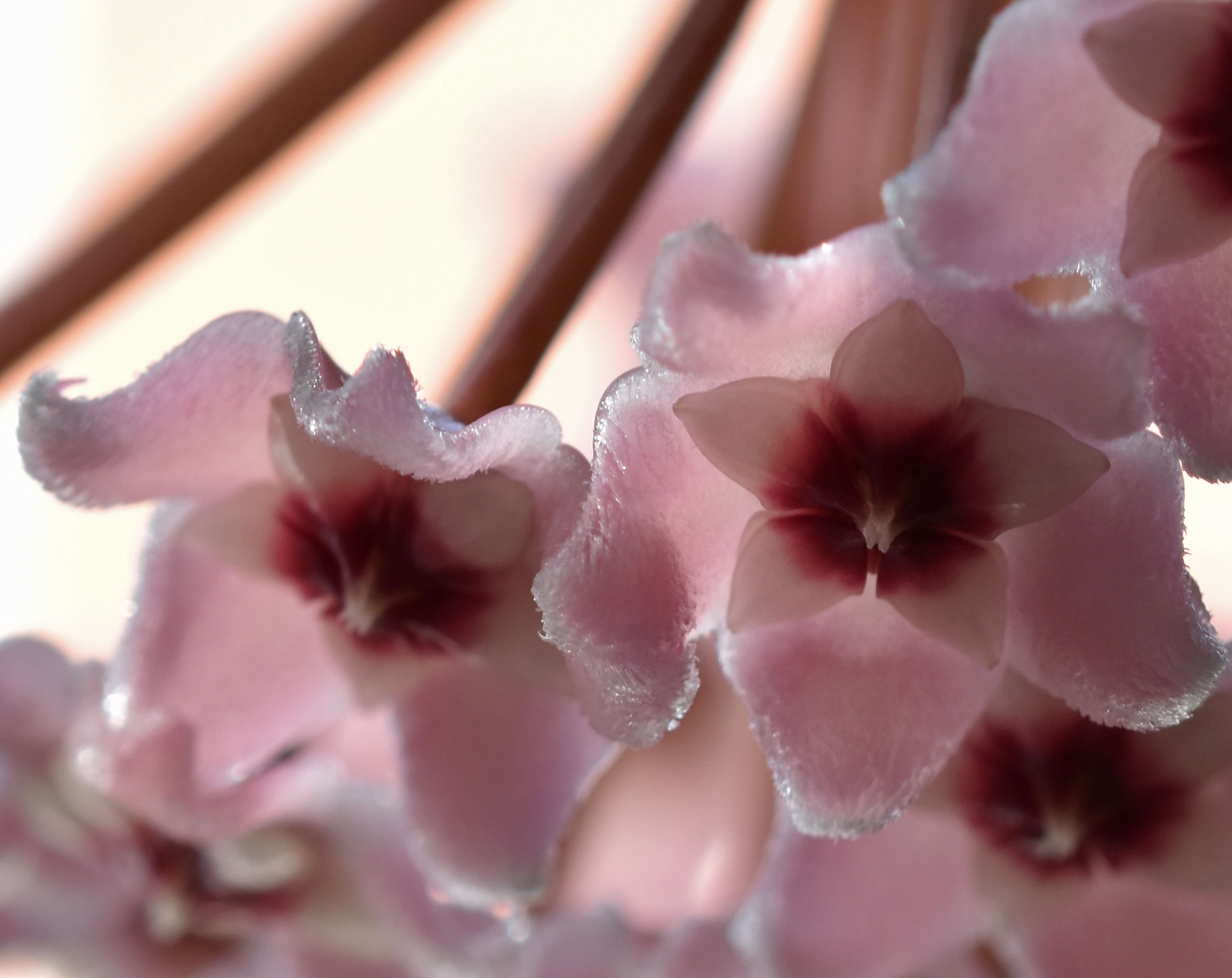 Hoya flower 1.jpg