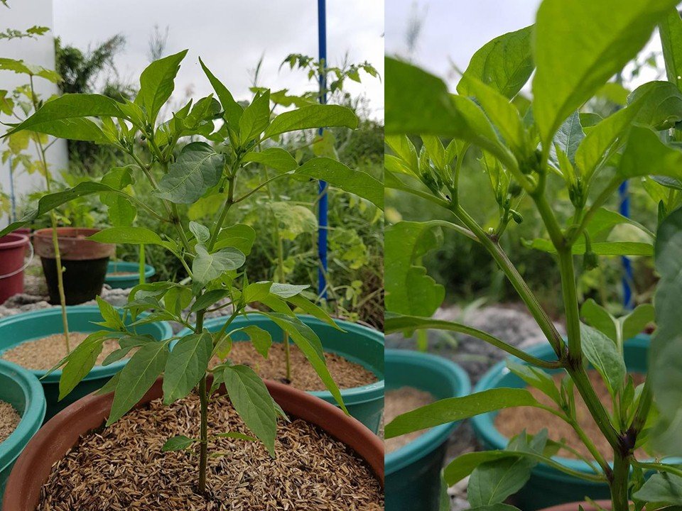 Budding Peppers.jpg