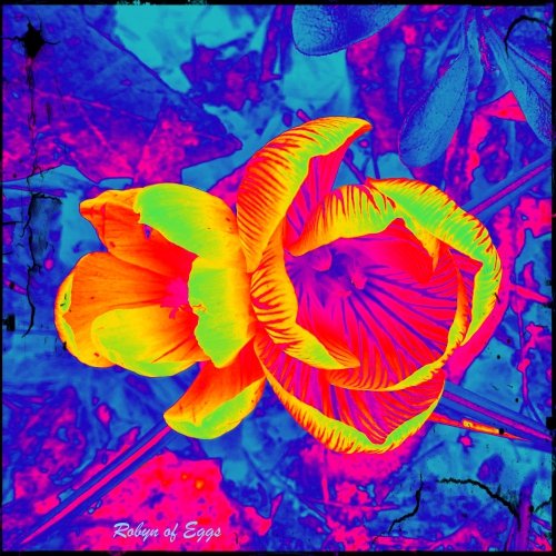 crocus_atomic500_re.jpg