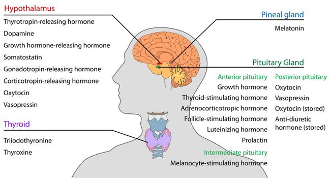 800px-Endocrine_central_nervous_en-.jpg