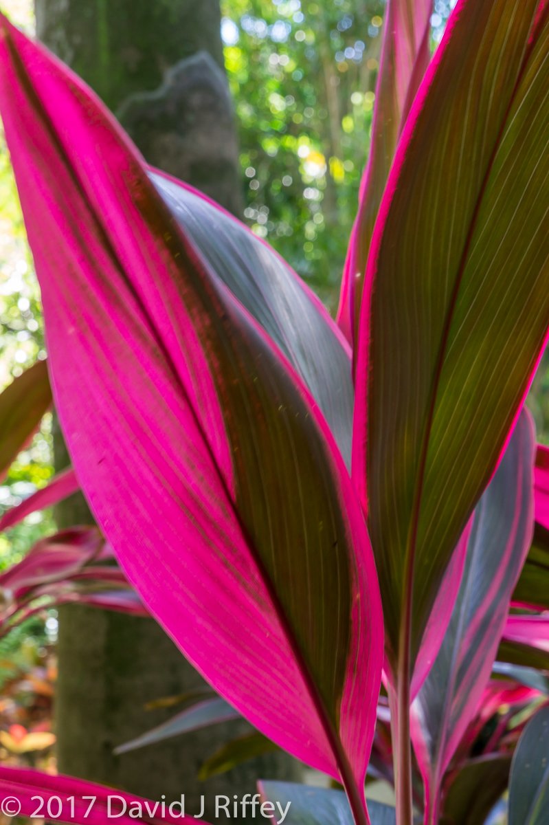 Sunken Gardens--10.jpg