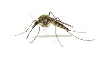 mosquito on white bg Google Search.png
