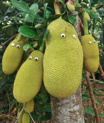 Jackfruit Family Who Always Live Happily