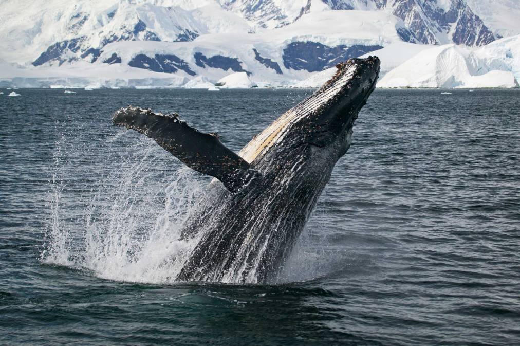 japan-whale-hunt.jpg