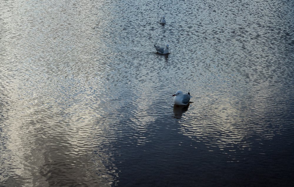 SEAGULLS.1000-8419.jpg