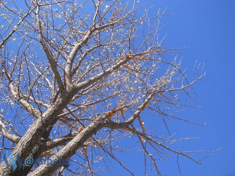 2017-07-29_ginkgo.jpg