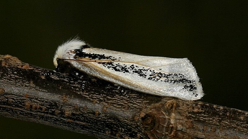 Oenosandra-boisduvalii Female.jpg