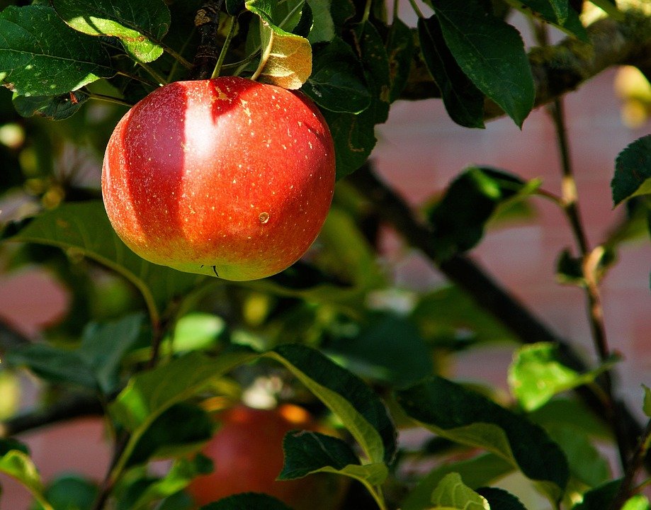 apple-tree-429213_960_720.jpg