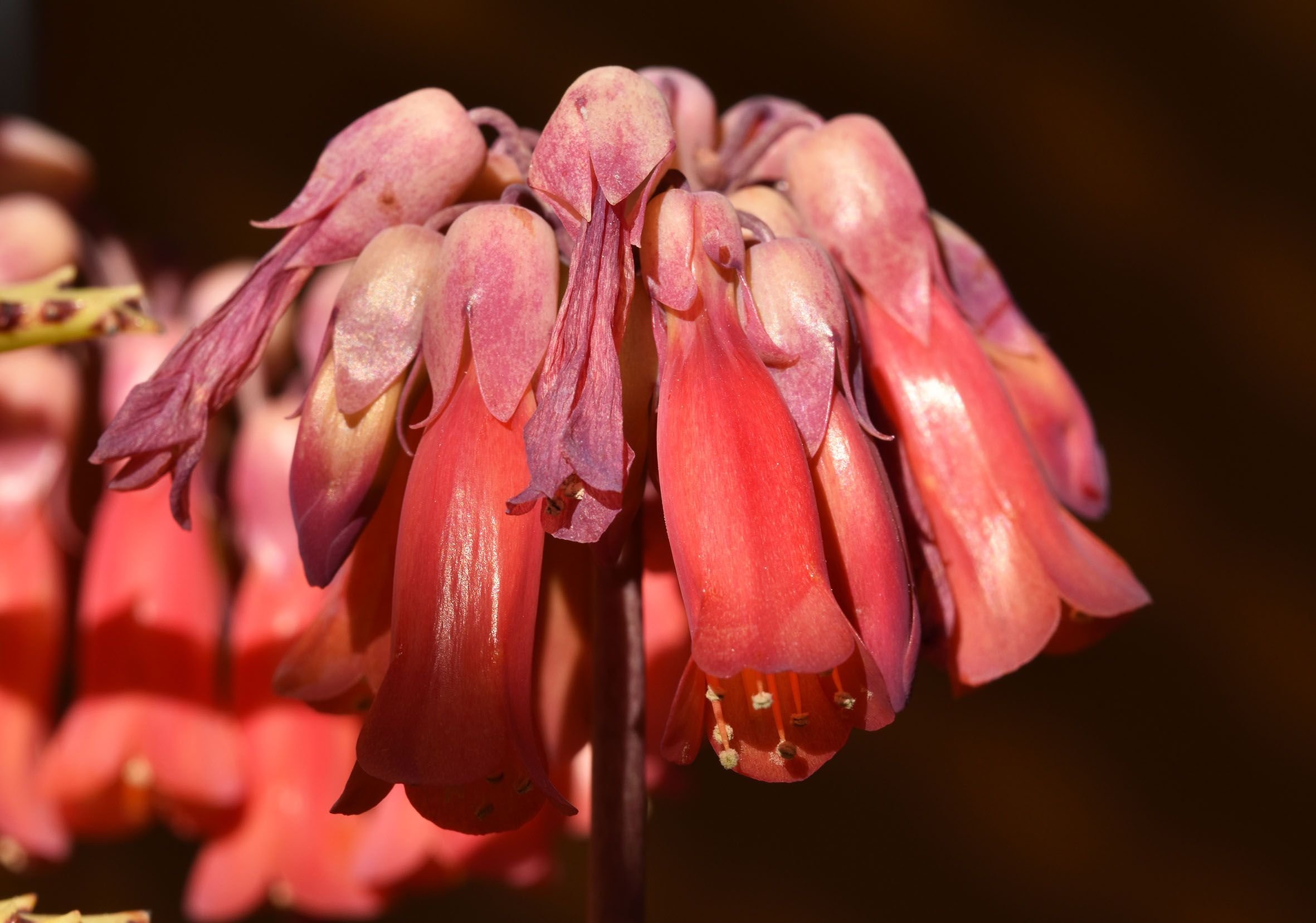 Kalachoe Luky Bells flower 1.jpg