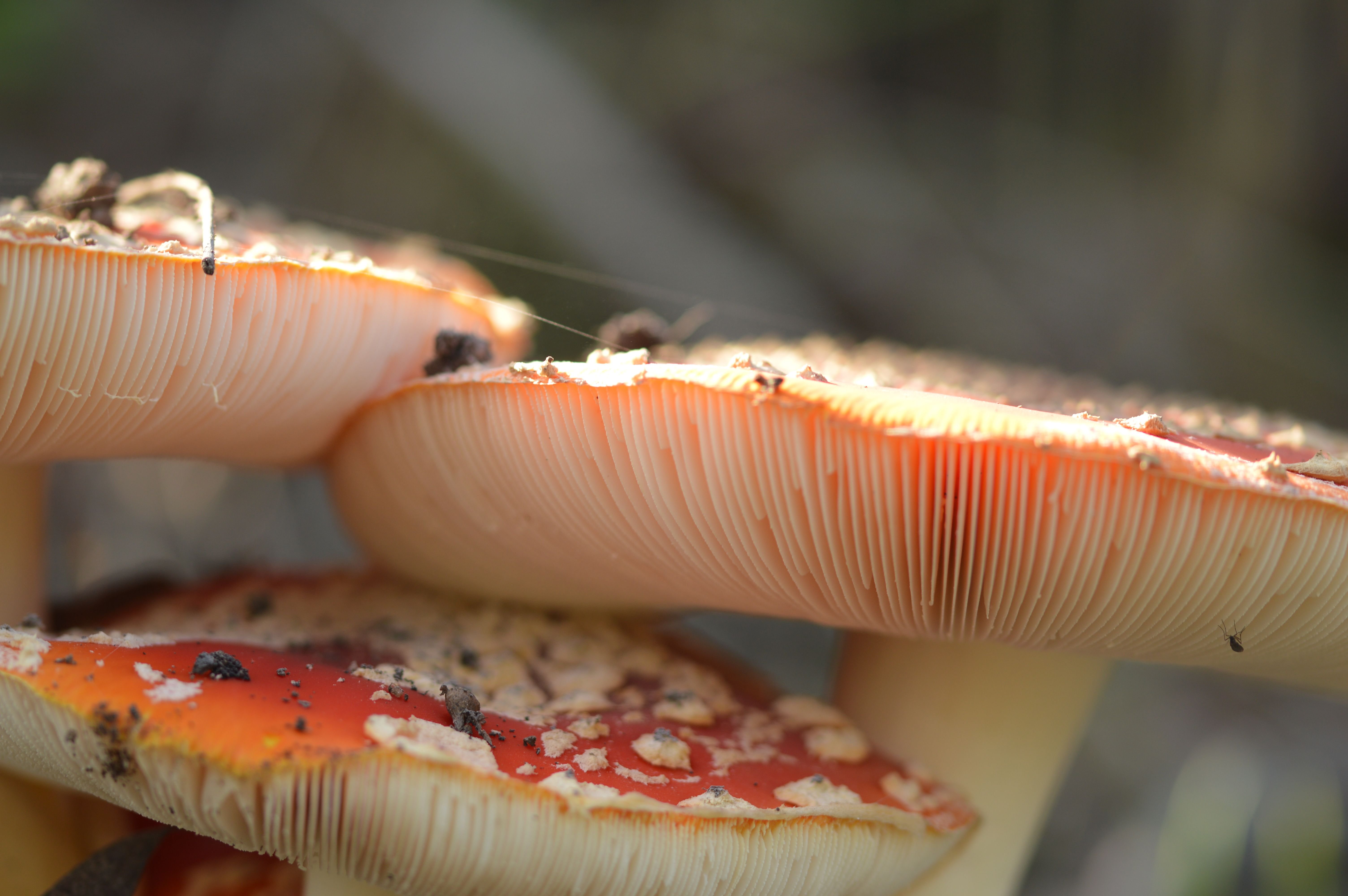 Amanita Muscaria” And Amanita Caesarea Is A Beautiful Mushroom