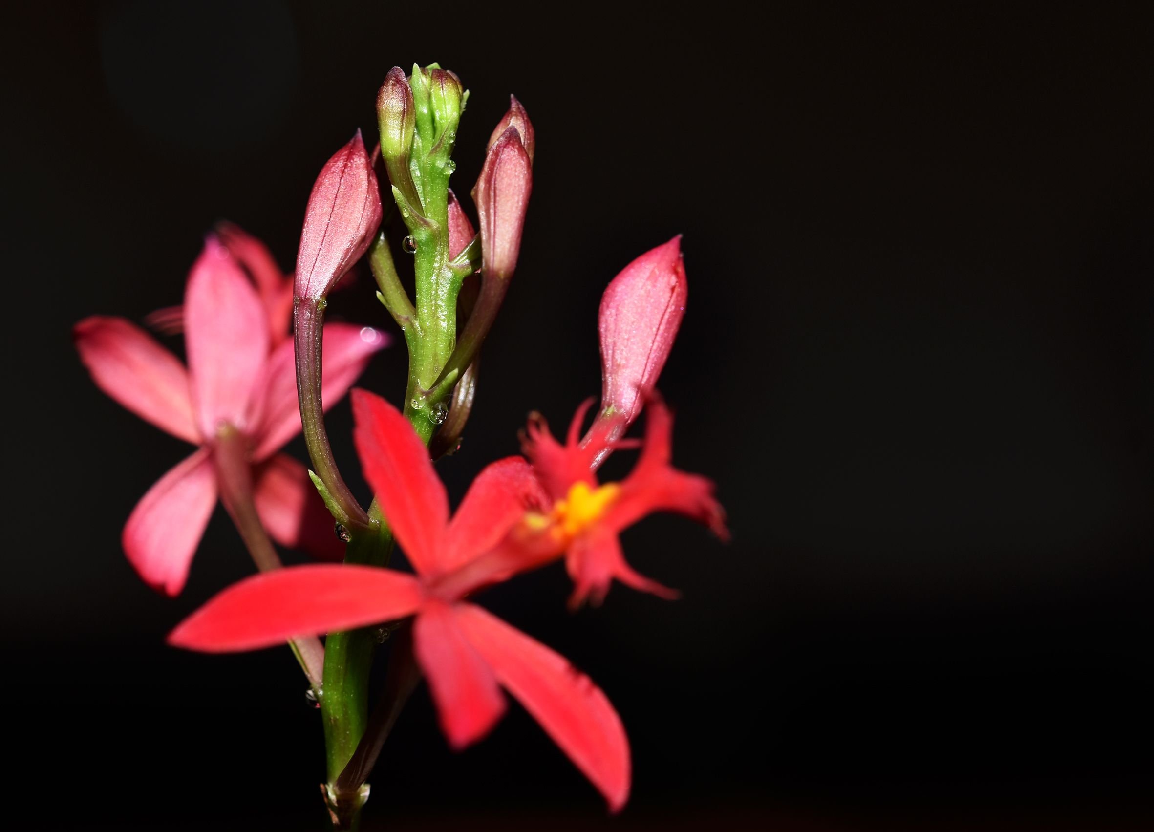 Epidendrum ibaguense 3.jpg