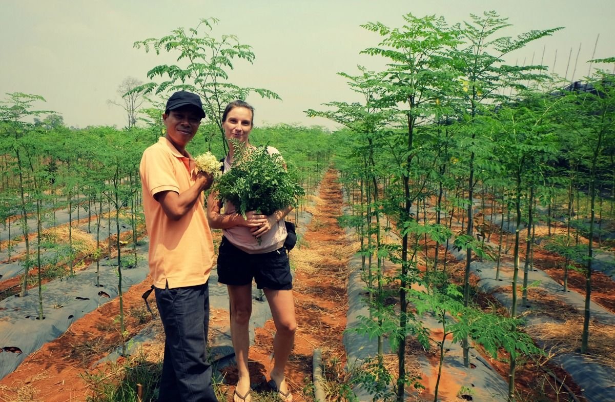 organic-moringa-farm-2.jpg