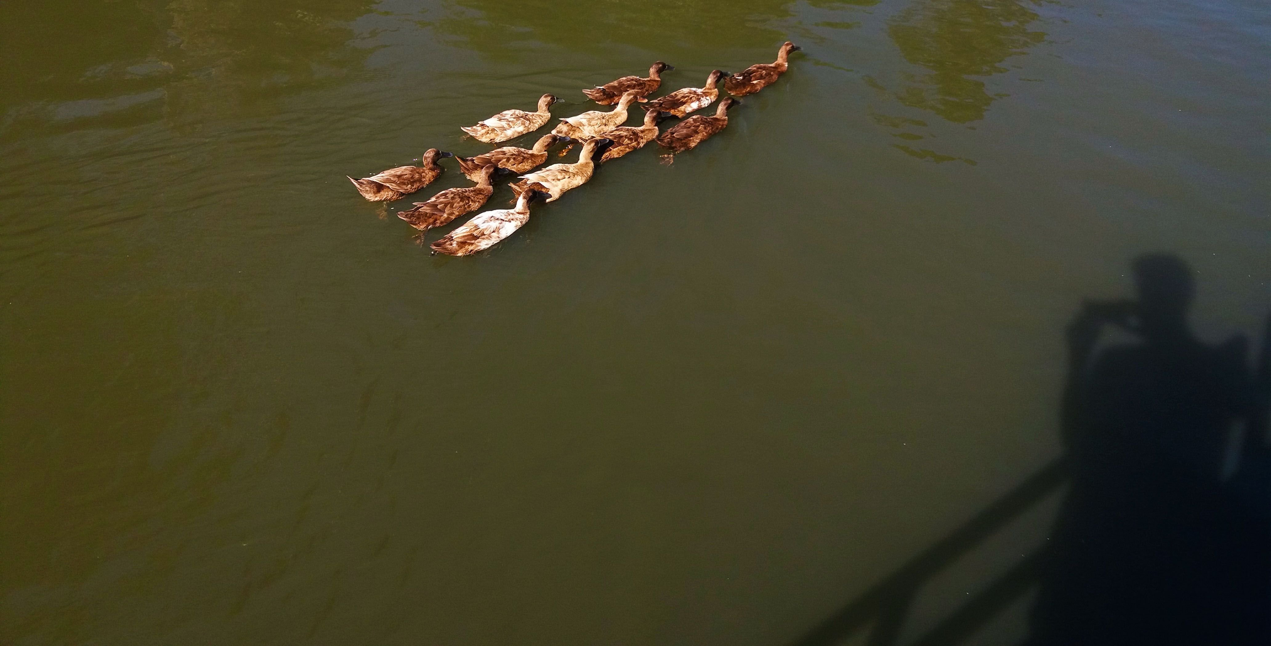 ducks 1.jpg