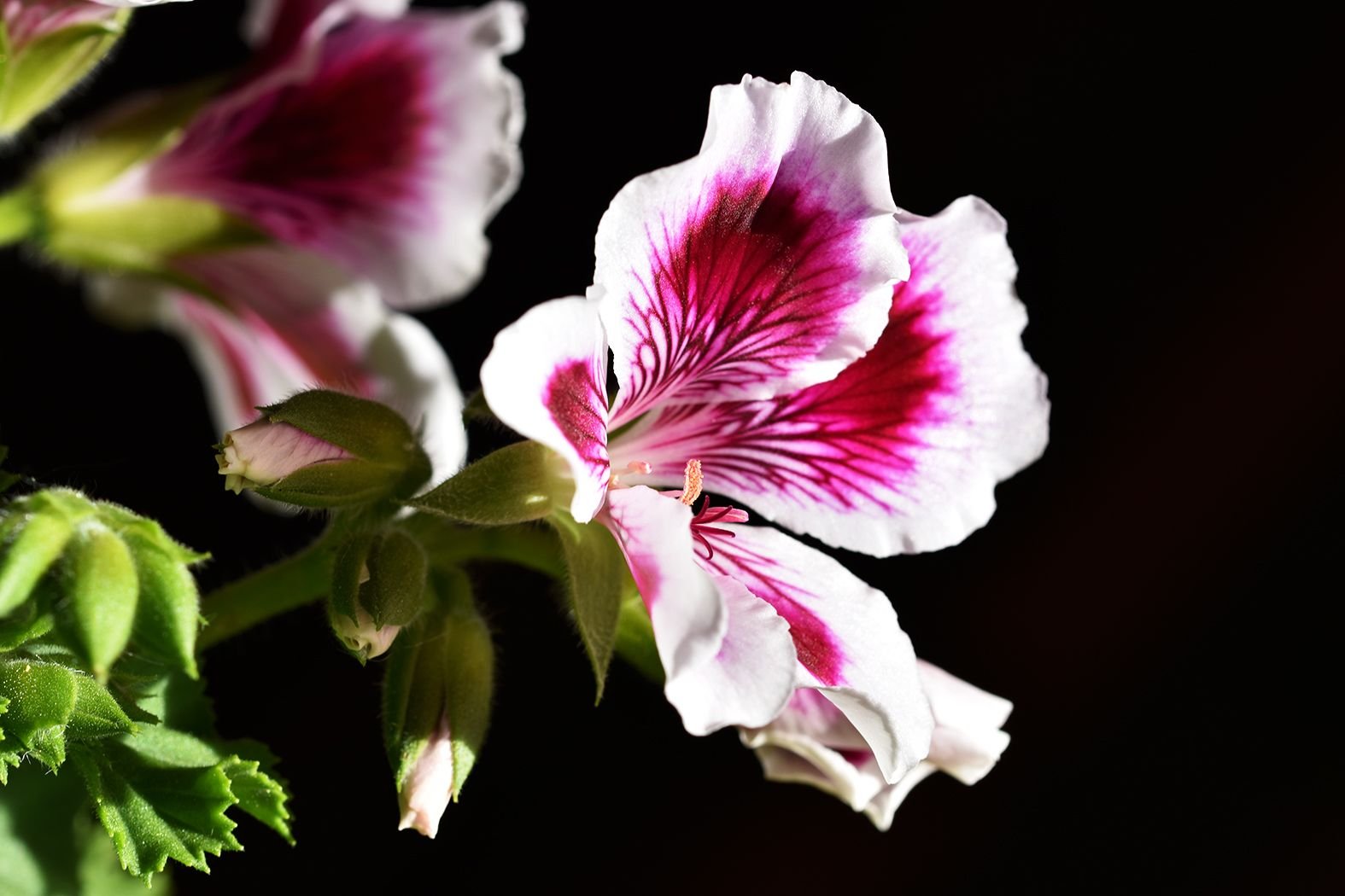 Pelargonium Regalia Lilac 2.jpg