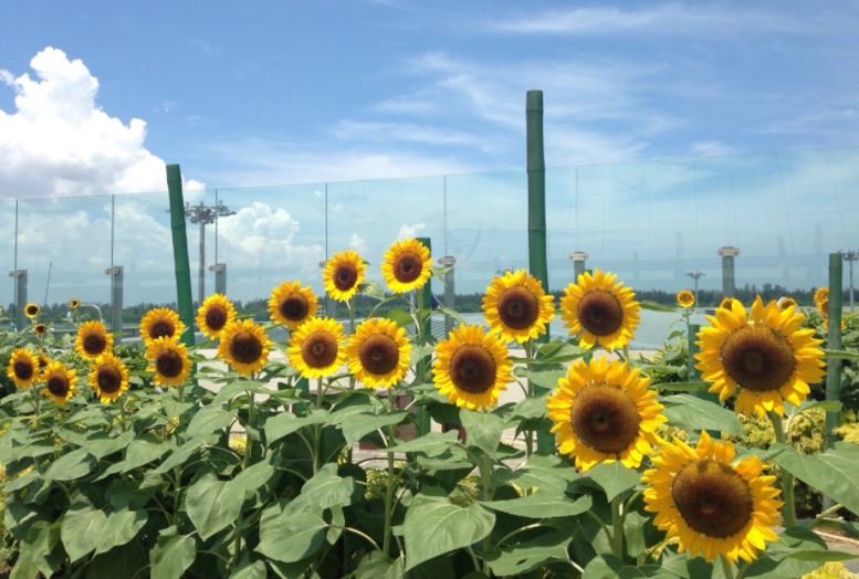 Sunflower garden 3.JPG