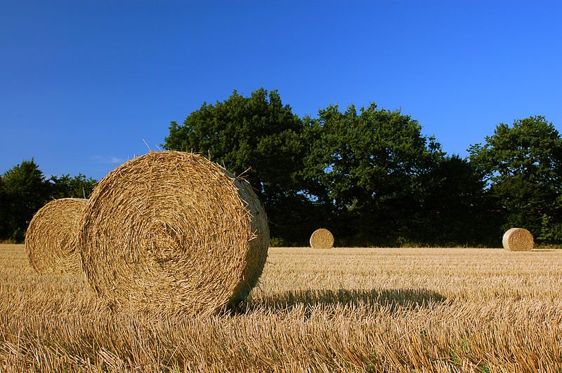 Harvest_Straw_Bales_in_Schleswig-Holstein.jpg