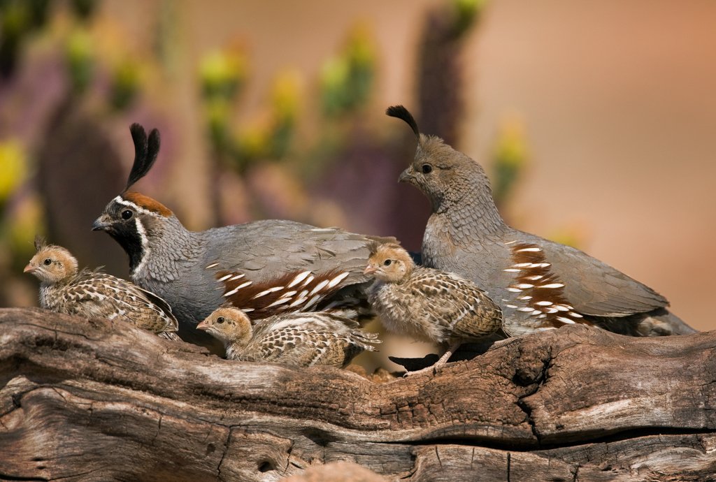 Quails