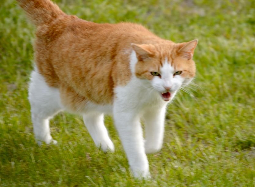 AngryCat.jpg