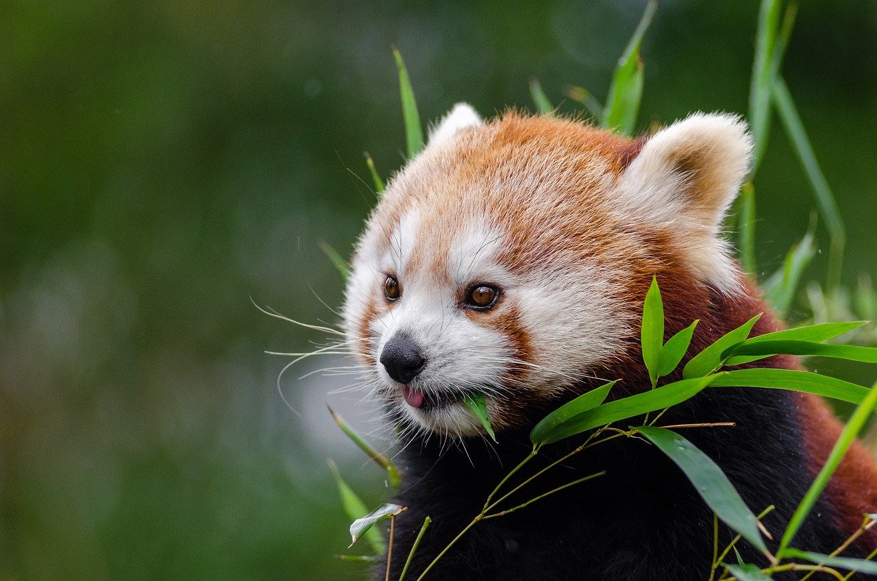 Pixabay red panda janeb13.jpg