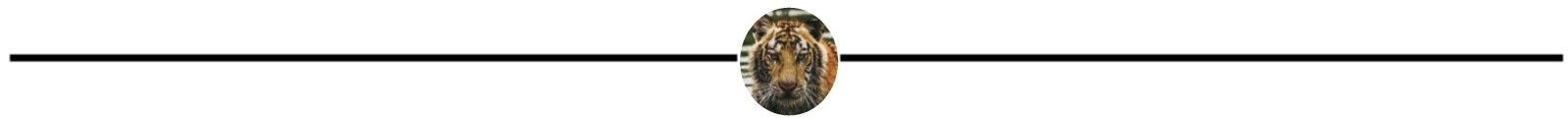 Tiger Page Break02.jpg