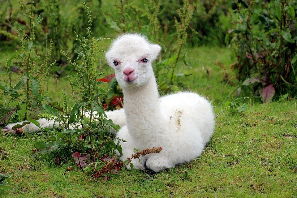 alpaca-1531980_960_720.jpg