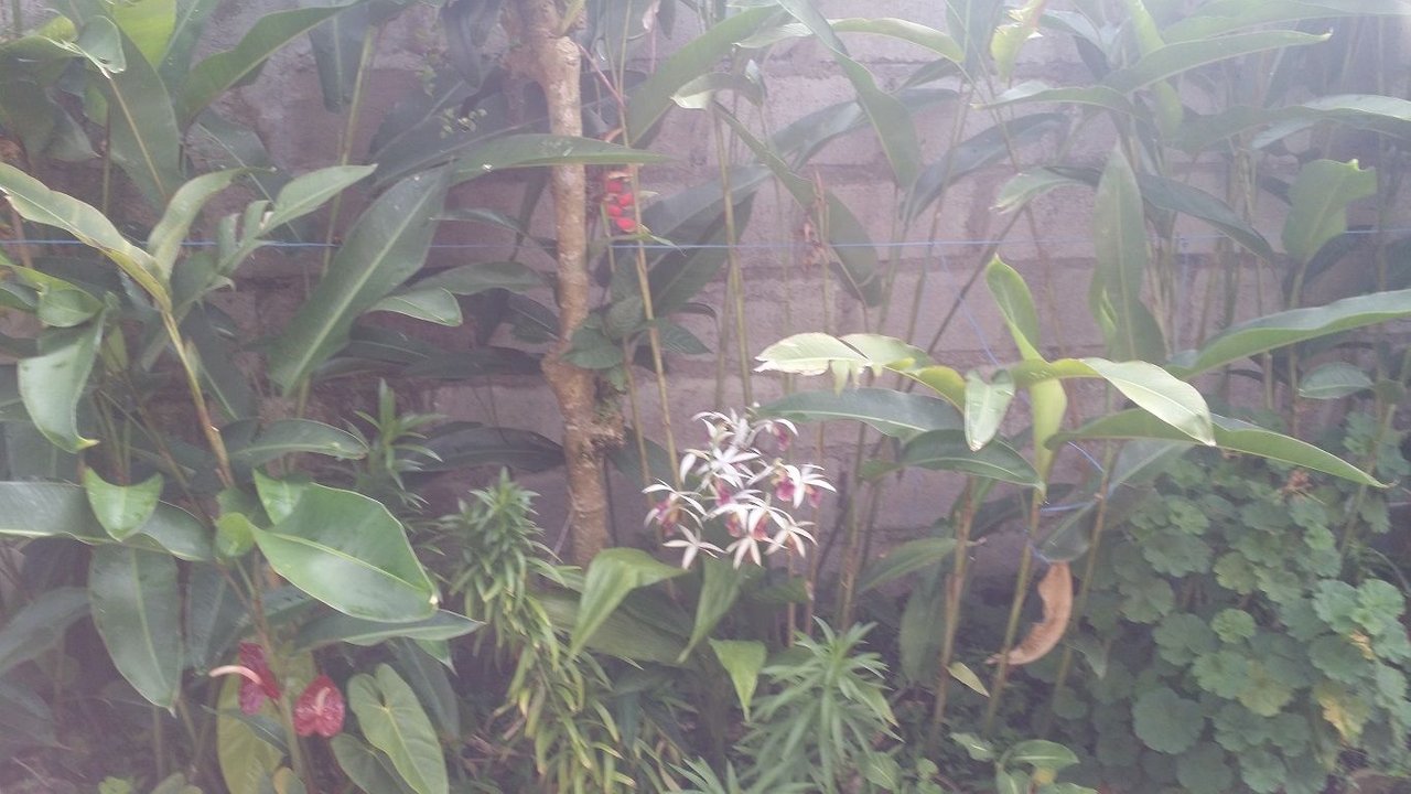 2 - Stopping to smell the orchids of the urban garden.jpg