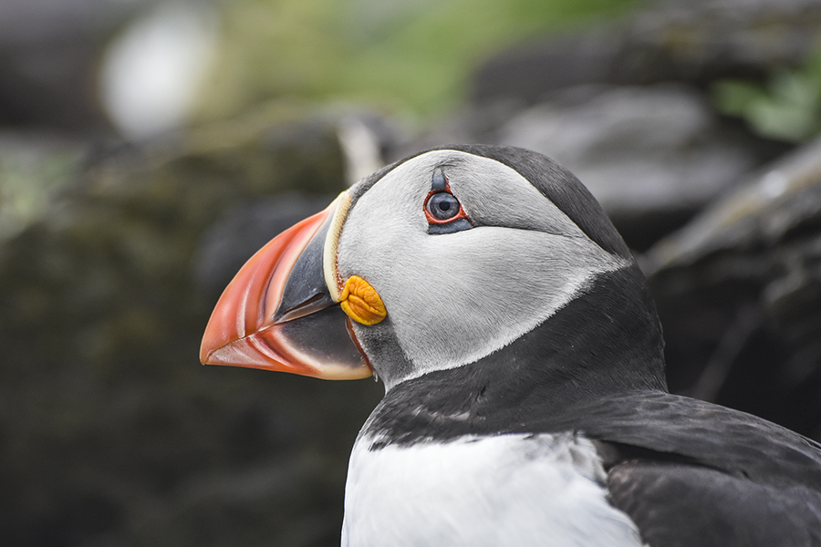 crimsonclad: close up puffin photography on skellig michael.