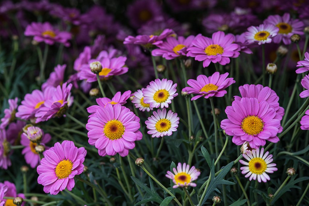 16-05-2018-macro-flowers-daisy-04878.jpg