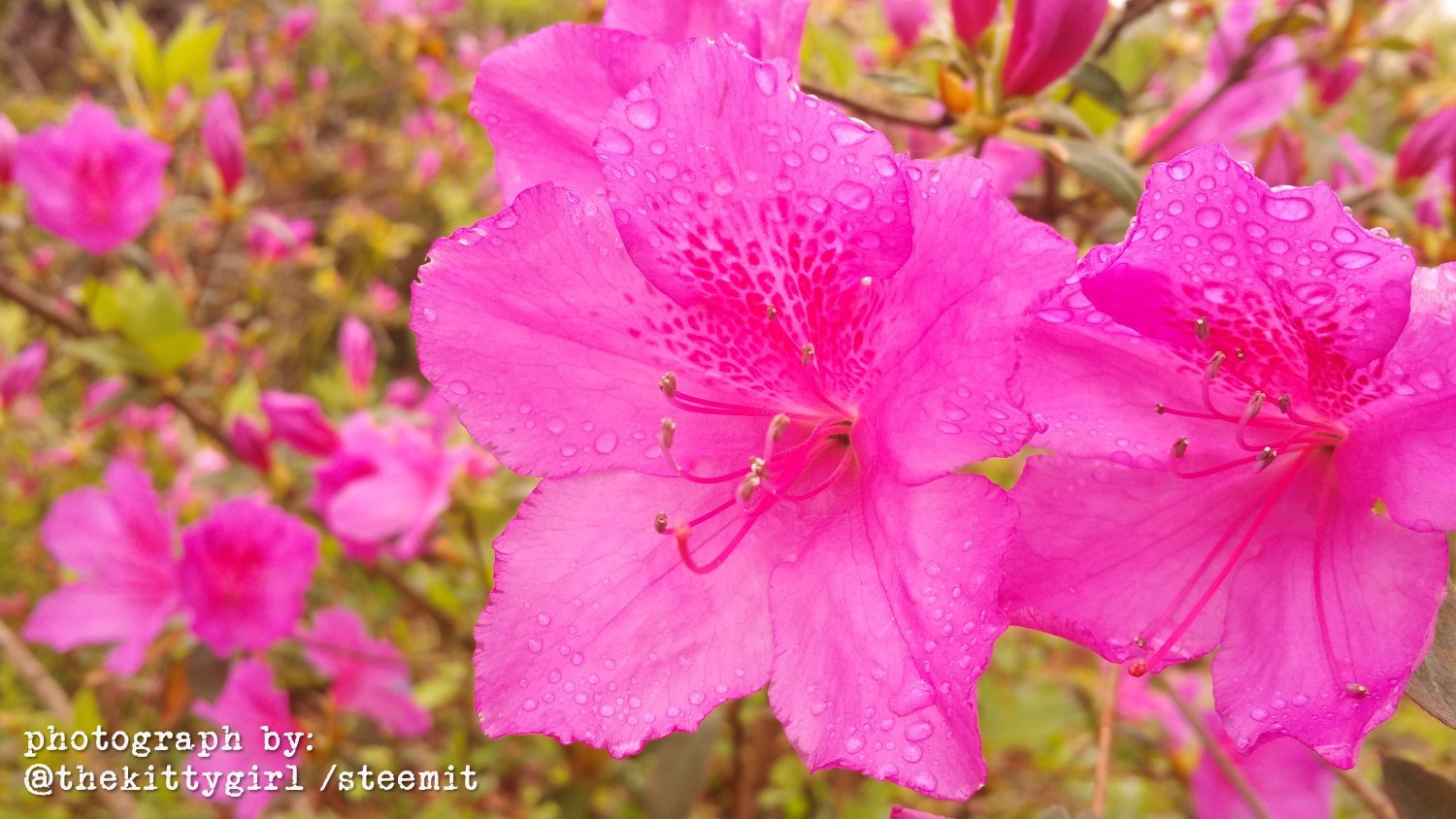 Azaleas-07.jpg