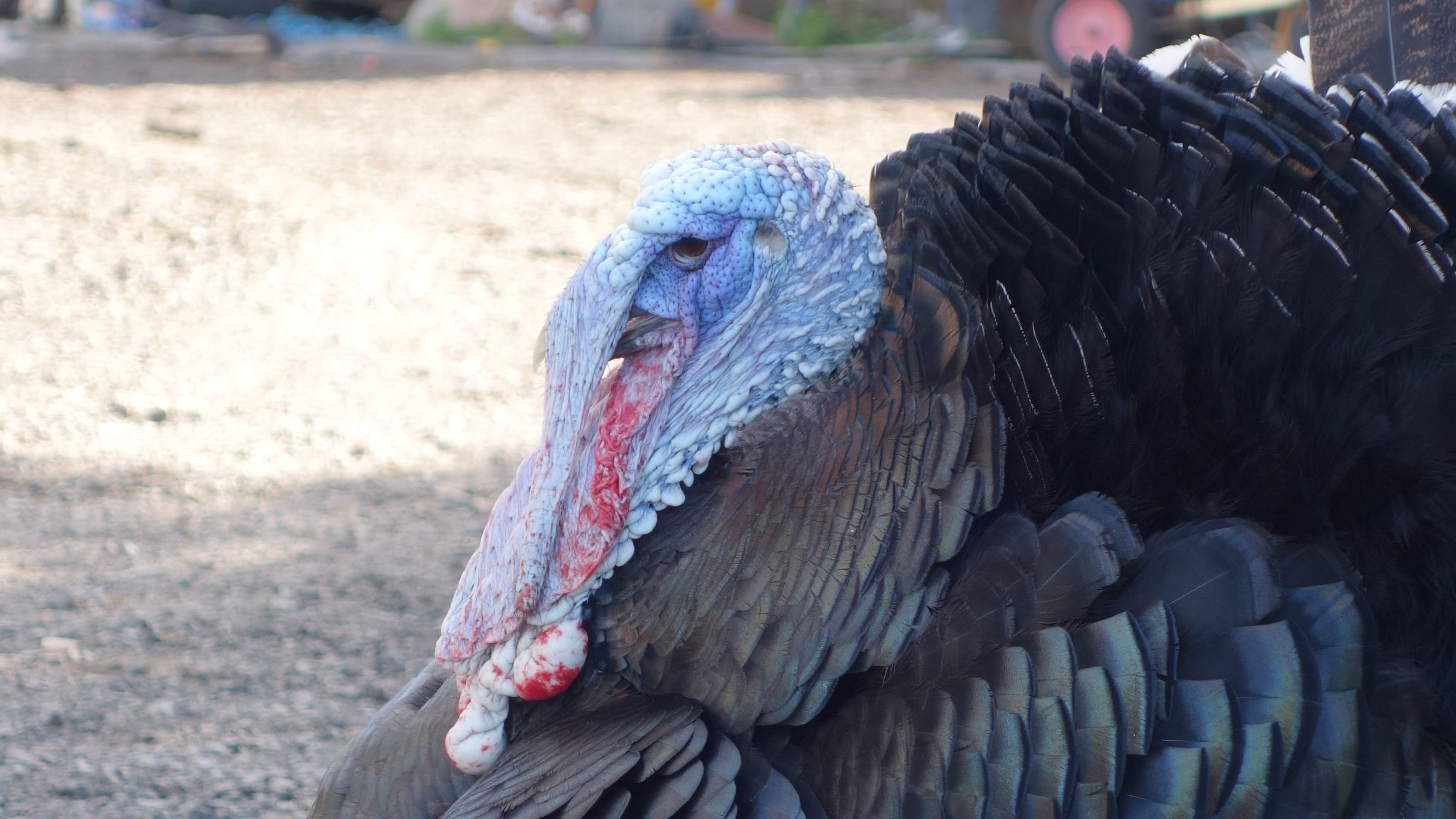 Turkey close up