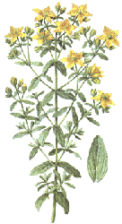 hypericum.gif