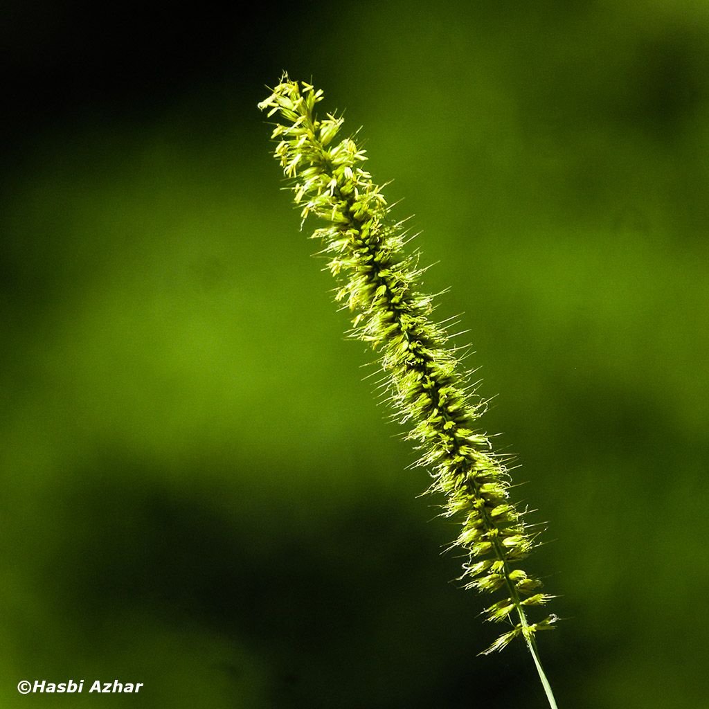 BUNGA RUMPUT.JPG